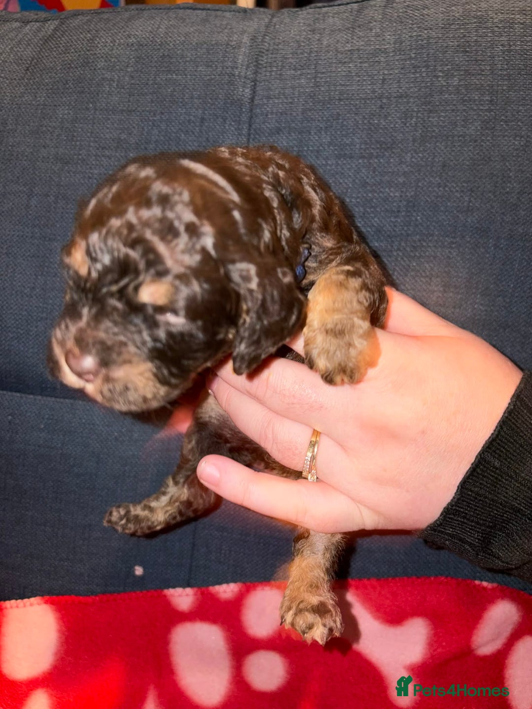 Cockapoo dogs for sale: Stunning health tested F1b cockapoos - Advert 3