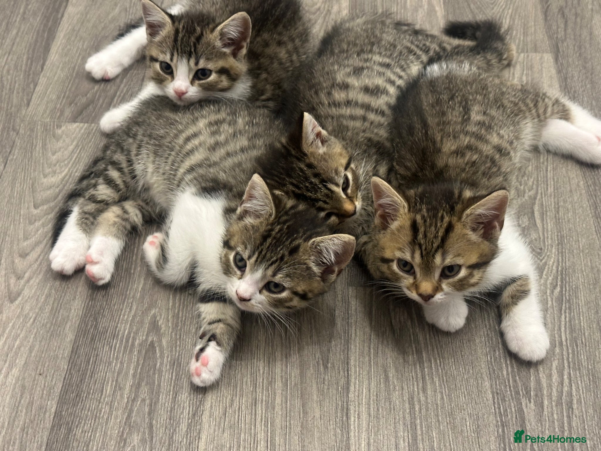 Mixed Breed cats British Shorthair / Mixed kittens  - Advert 6