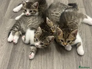 Mixed Breed cats British Shorthair / Mixed kittens - Advert 6