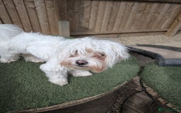 Bichon Frise dogs for sale: Two small Bichon Frise ready for their new home - Image 10