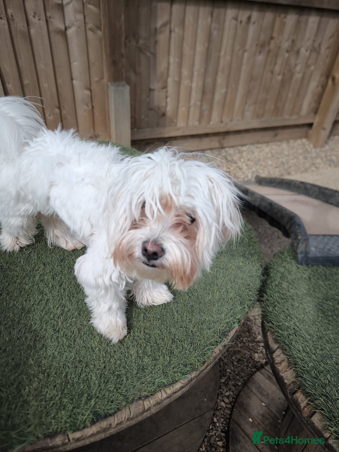 Bichon Frise dogs for sale: Two small Bichon Frise ready for their new home - Image 10