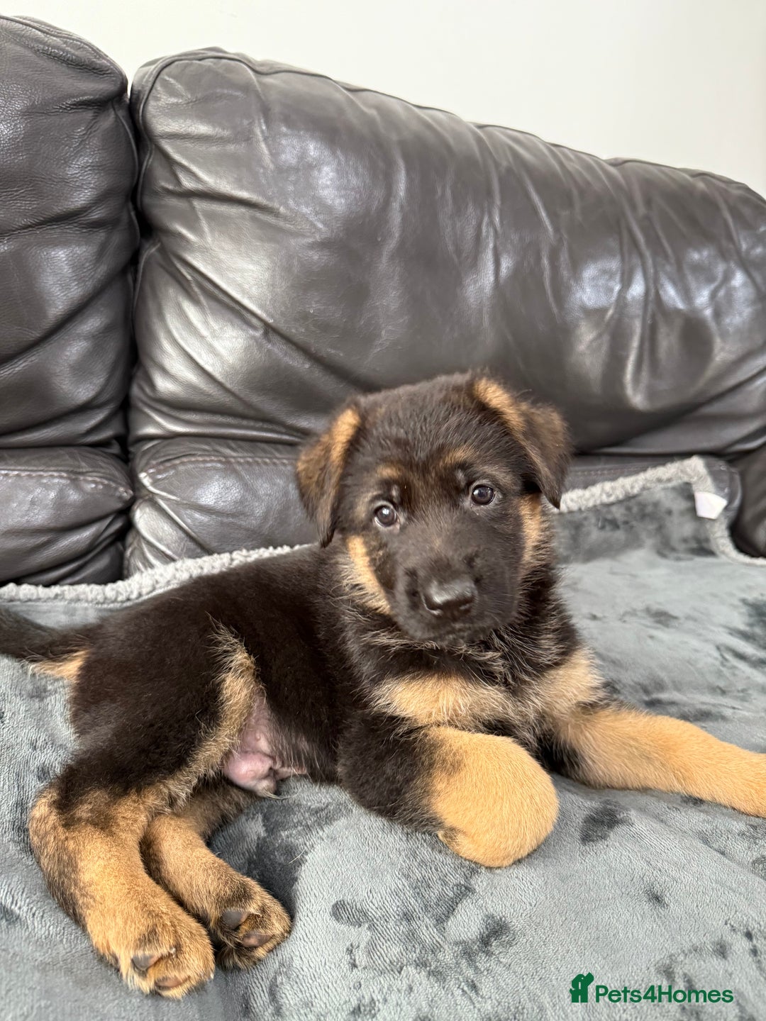German Shepherd dogs for sale: TOP QUALITY SHOW LINES  - Image 3