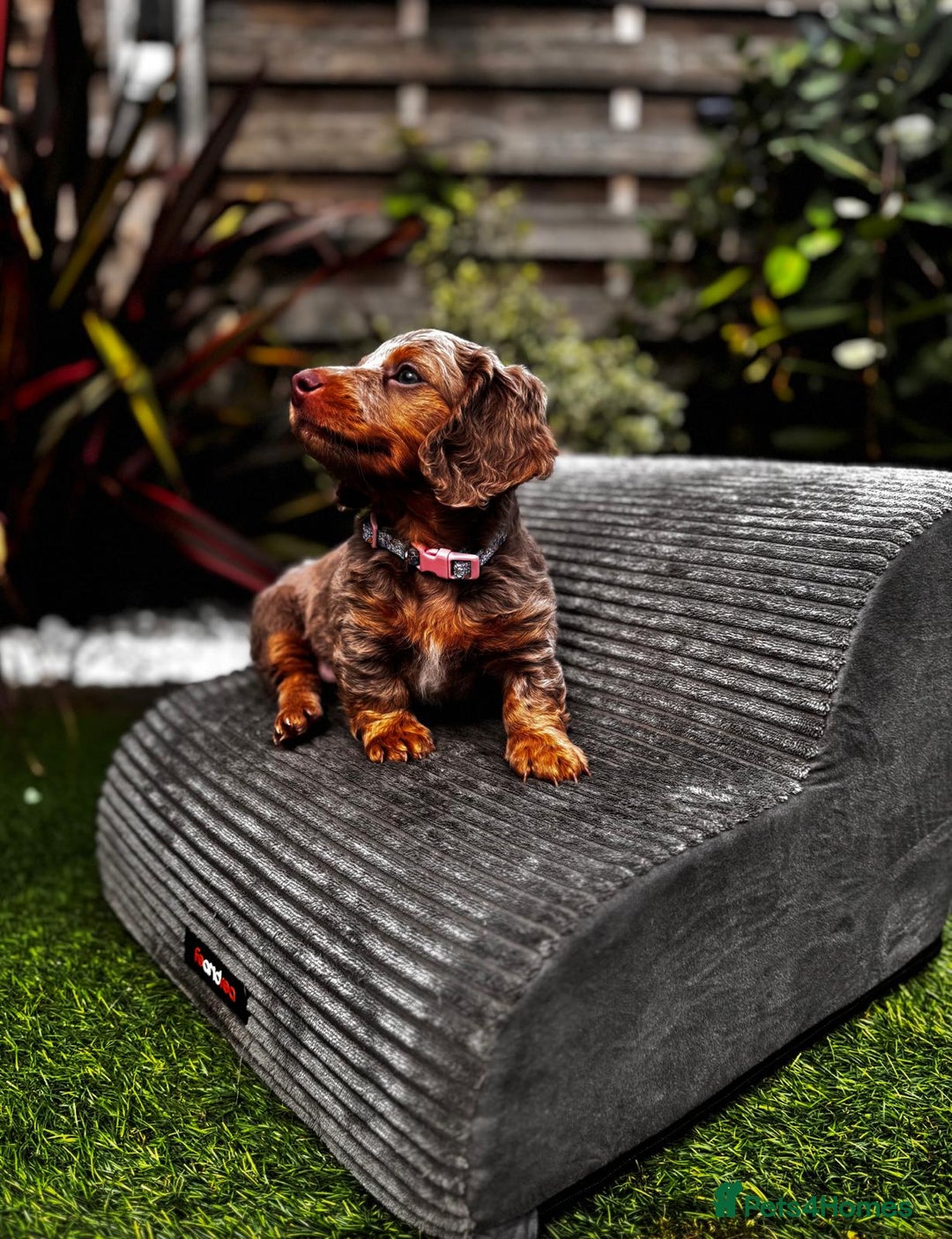 Miniature Dachshund dogs for sale: 💗 READY TO LEAVE - K.C MINIATURE DACHSHUND 💗 - Image 36