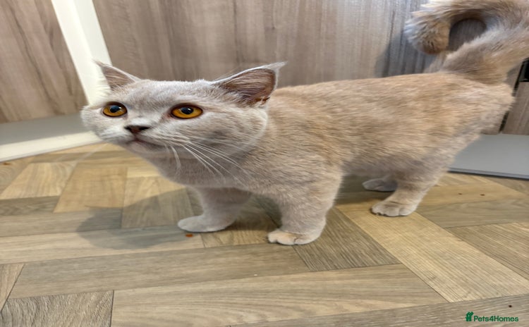 British Shorthair cats - Advert 8