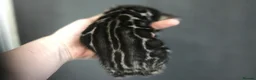 Bengal cats for sale: Magnificent Bloodline Bengals  - Advert 11