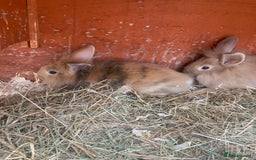 Mini Lion Lop rabbits for sale: Lovely litter of mini lion lop rabbits for sale  - Image 11