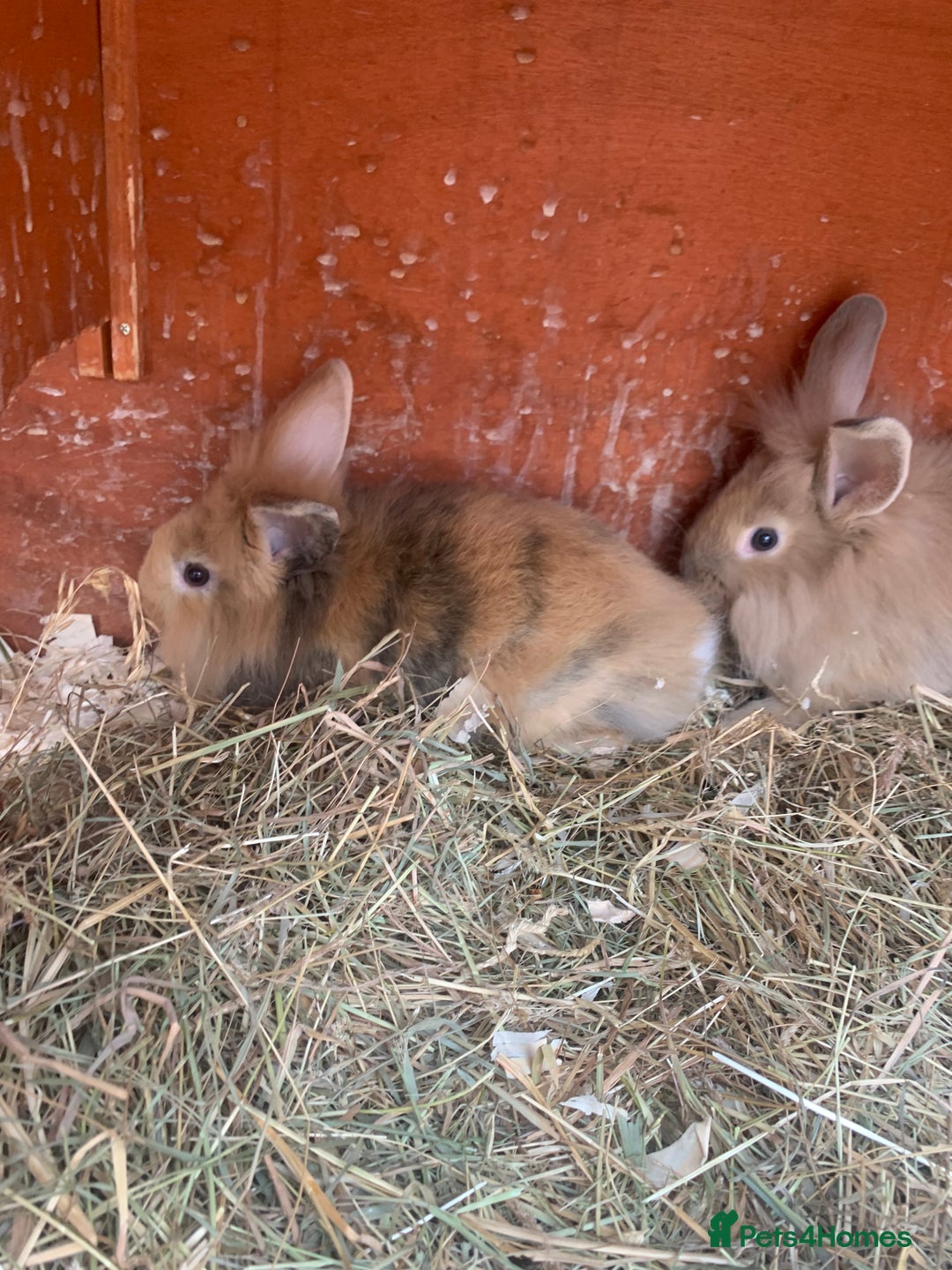 Mini Lion Lop rabbits for sale: Lovely litter of mini lion lop rabbits for sale  - Image 11