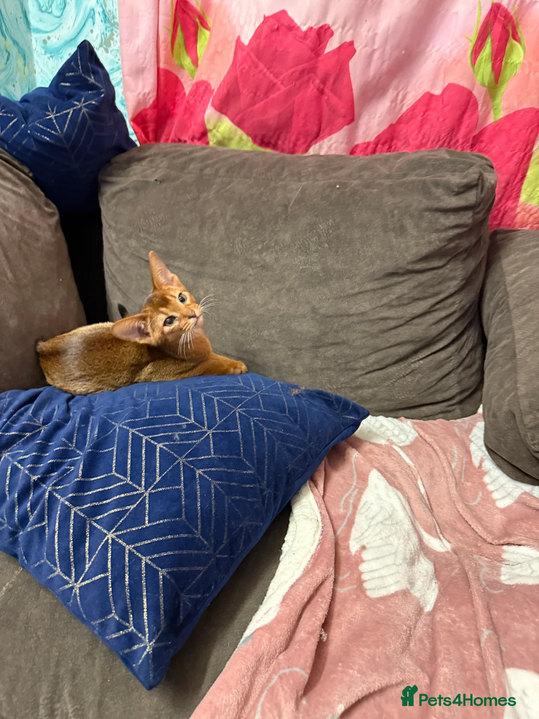 Abyssinian cats for sale: Ready for a new home - Advert 2