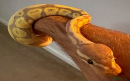 Python Snake reptiles for sale: Two ball pythons plus 4ft vivarium  - Image 1