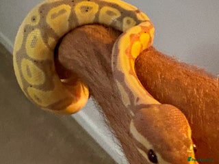 Python Snake reptiles - Advert 1