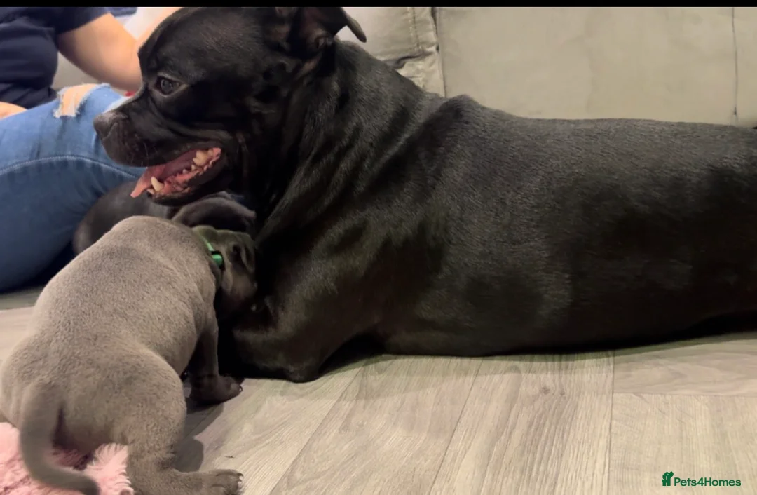 Staffordshire Bull Terrier dogs for sale: Blue & Black Staffordshire bull terrier pups - Advert 7