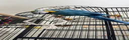 Macaws birds for sale: Blue and gold macaw  - Advert 2