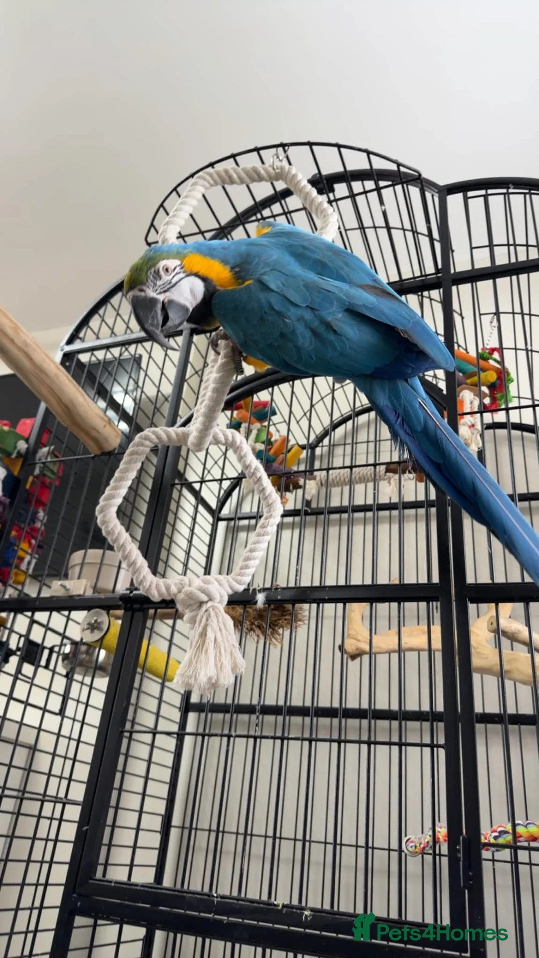 Macaws birds for sale: Blue and gold macaw  - Advert 2