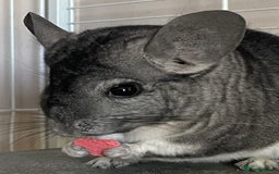 Chinchilla rodents for sale: Adult Ebony Female Chinchilla & Cage - Image 4