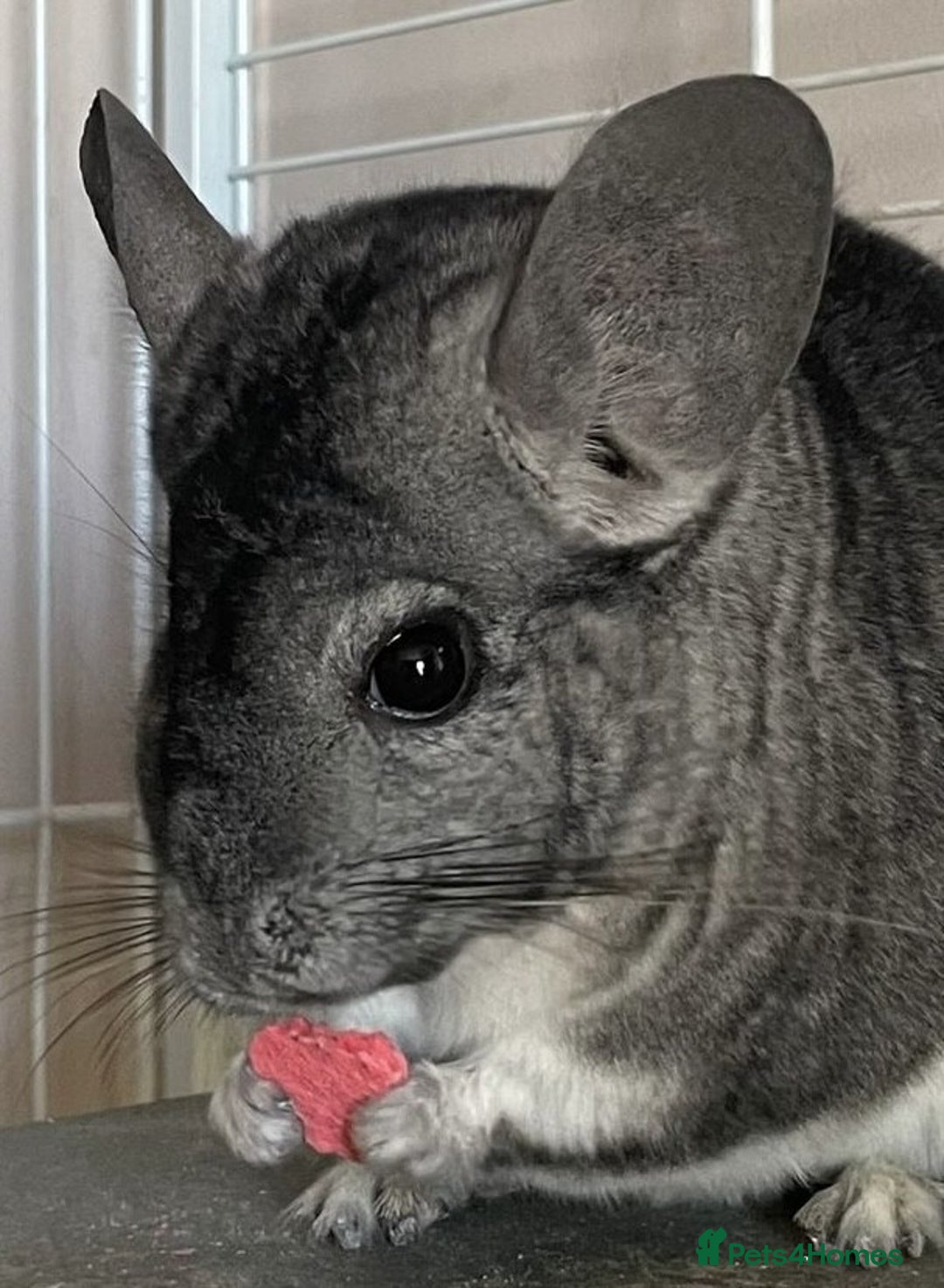 Chinchilla rodents for sale: Adult Ebony Female Chinchilla & Cage - Image 4