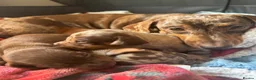 Miniature Dachshund dogs for sale: Miniature dachshund  in Thirsk - Advert 5