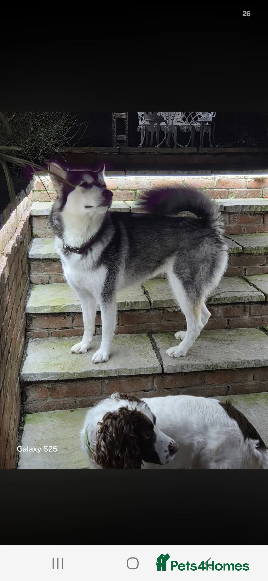 Siberian Husky dogs for sale: Husky girl - Advert 2