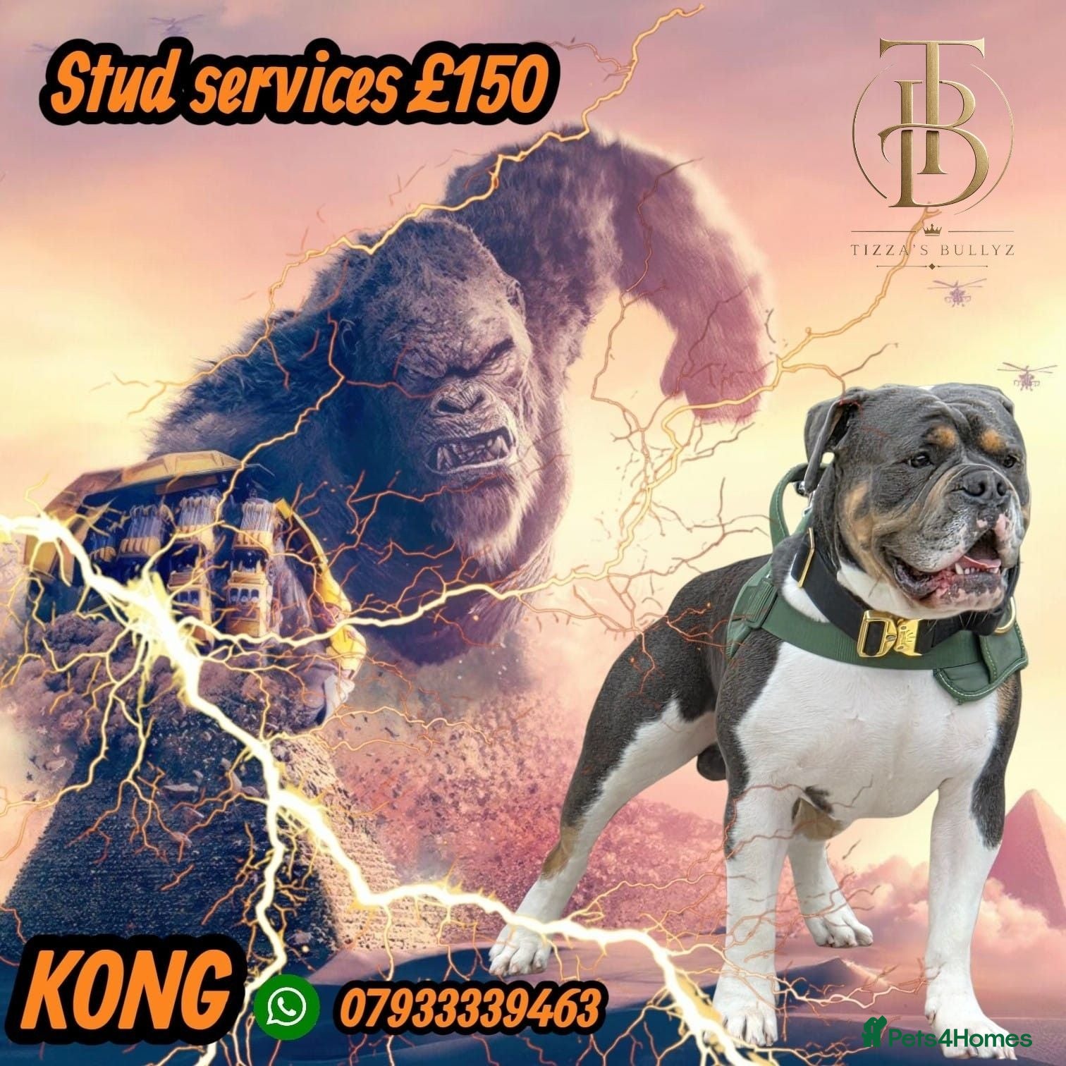 Olde English Bulldogge dogs Stud Services - Advert 1
