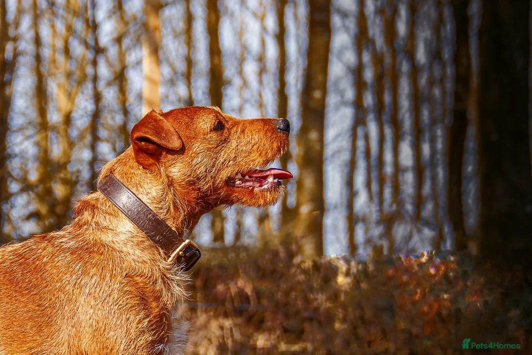 Lakeland Terrier dogs for stud: Stunning Red Lakeland Terrier from working lines in Newark - Advert 1