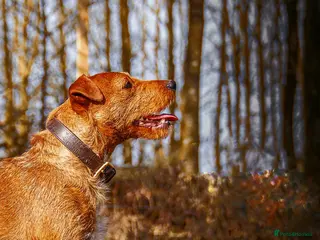 Lakeland Terrier dogs Stunning Red Lakeland Terrier from working lines in Newark - Advert 3