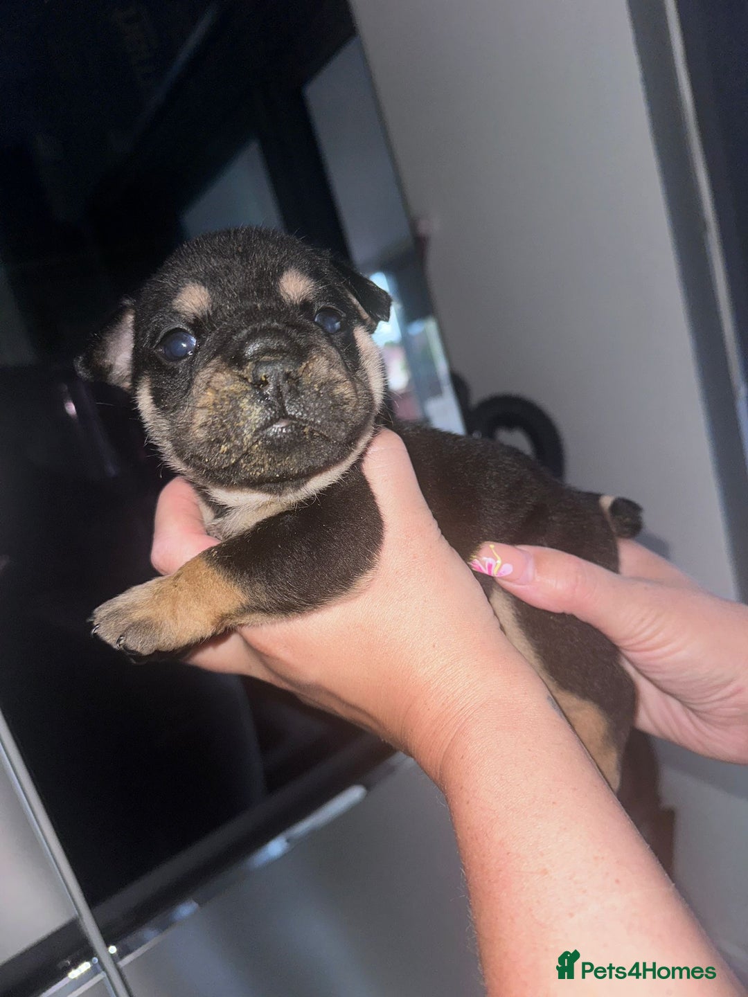 English Bulldog dogs for sale: Beautiful English bulldog puppies - Image 18
