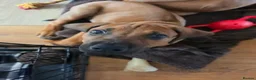 Rhodesian Ridgeback dogs for sale: KC Registered Rhodesian Ridgeback Puppies - Advert 21