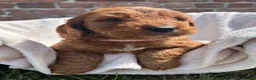 Cockapoo dogs for sale: Stunning F1 Cockapoo Puppies KC Parents  - Advert 5
