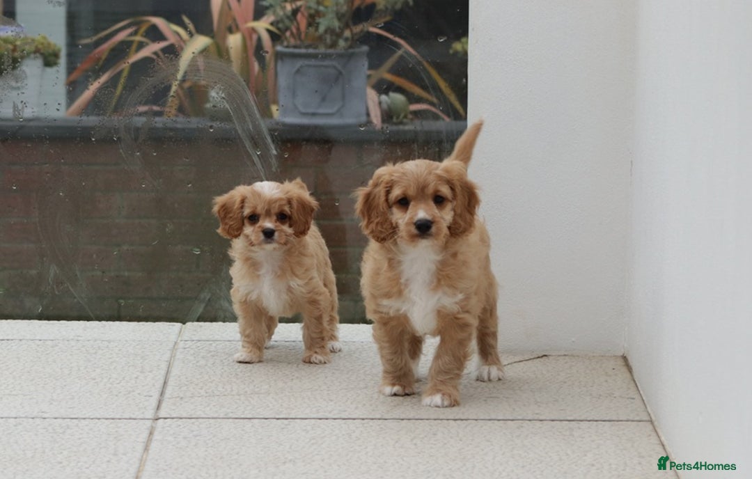 Cavapoo dogs for sale: F1 Cavapoo puppies for sale - Image 6