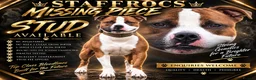 Staffordshire Bull Terrier dogs for stud: **STUD** AVAILABLE  - Advert 1