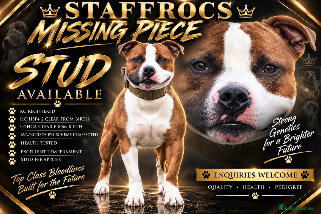 Staffordshire Bull Terrier dogs for stud: **STUD** AVAILABLE  - Advert 1