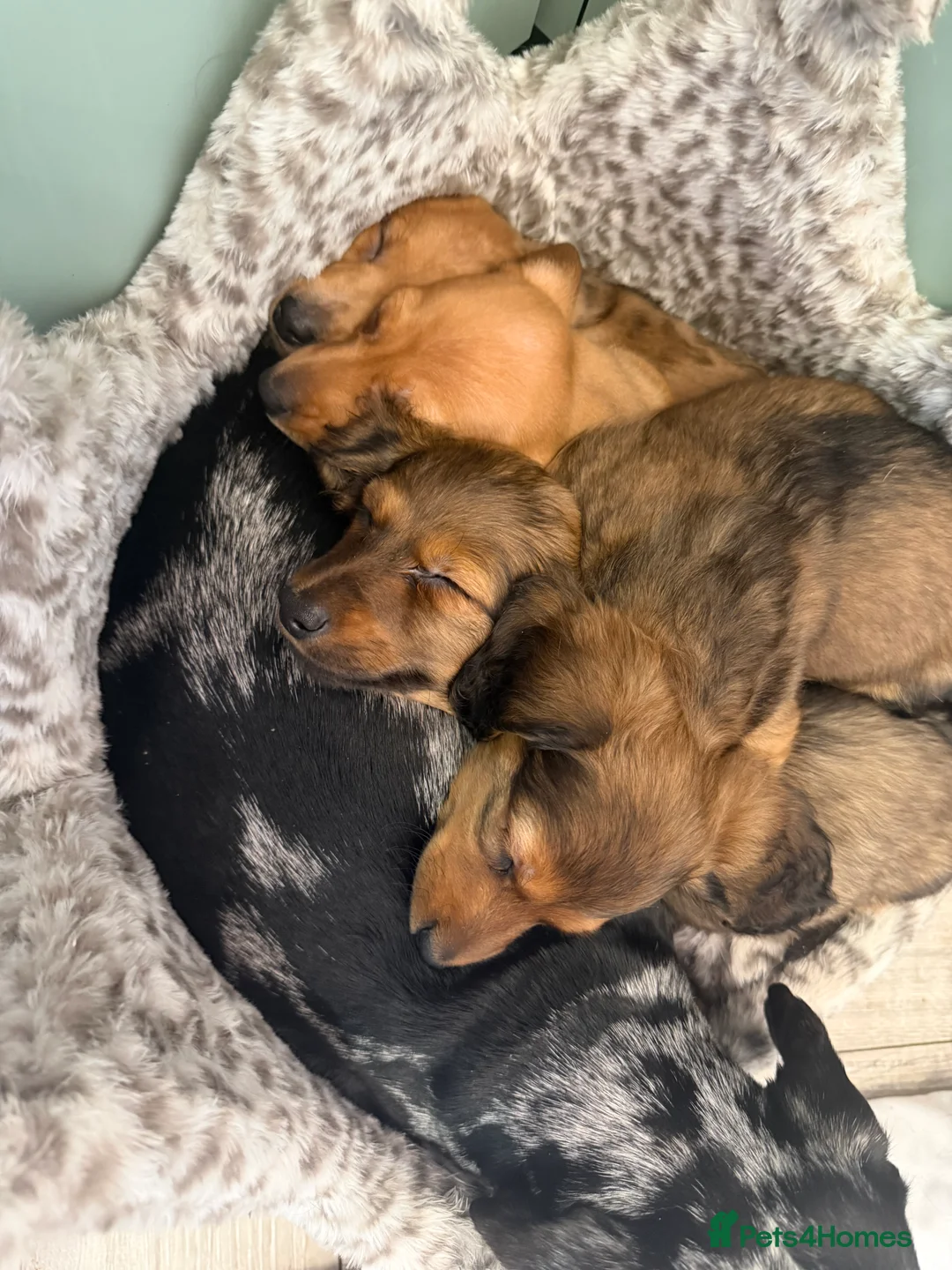 Dachshund dogs for sale: Dachshund puppies  in Sandbach - Advert 33