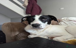 Mixed Breed dogs for sale: Roman - Image 5