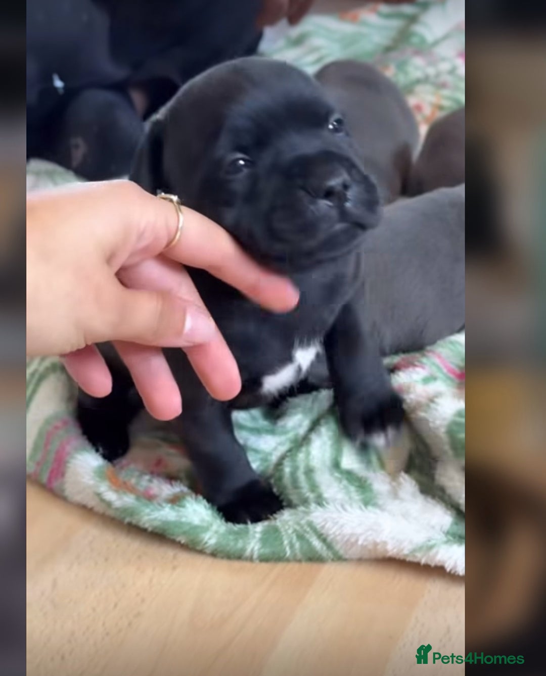 Staffordshire Bull Terrier dogs for sale: Outstanding  %100 Health Tested Staffy Puppies - Advert 22