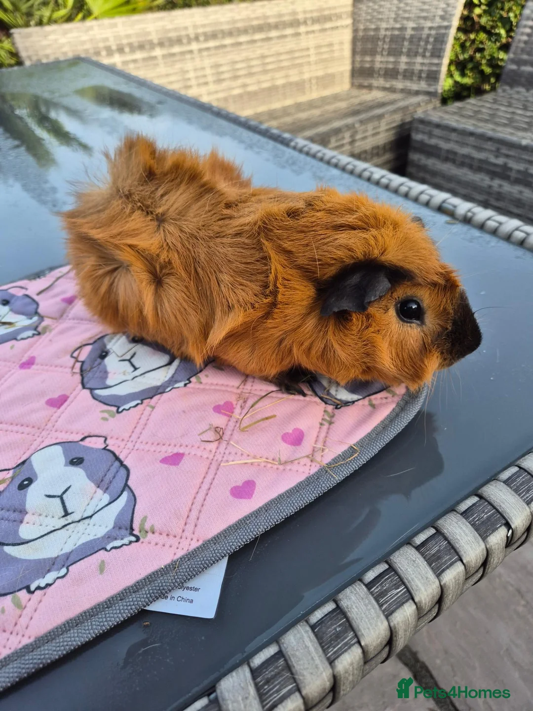 Guinea Pig rodents for sale: Beautiful Baby Female Guinea Pigs - Advert 2