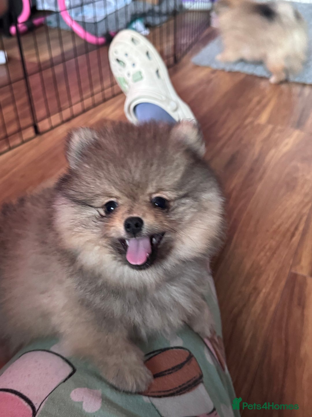 Pomeranian dogs for sale: 🏆 KC HEALTH TESTED POMERANIAN PUPPIES 🏆  - Image 24