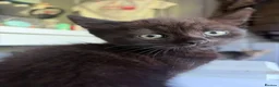 British Shorthair cats for sale:  British shorthair mix kittens  - Advert 4