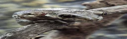 Frog reptiles for sale: Various frog species - Advert 4
