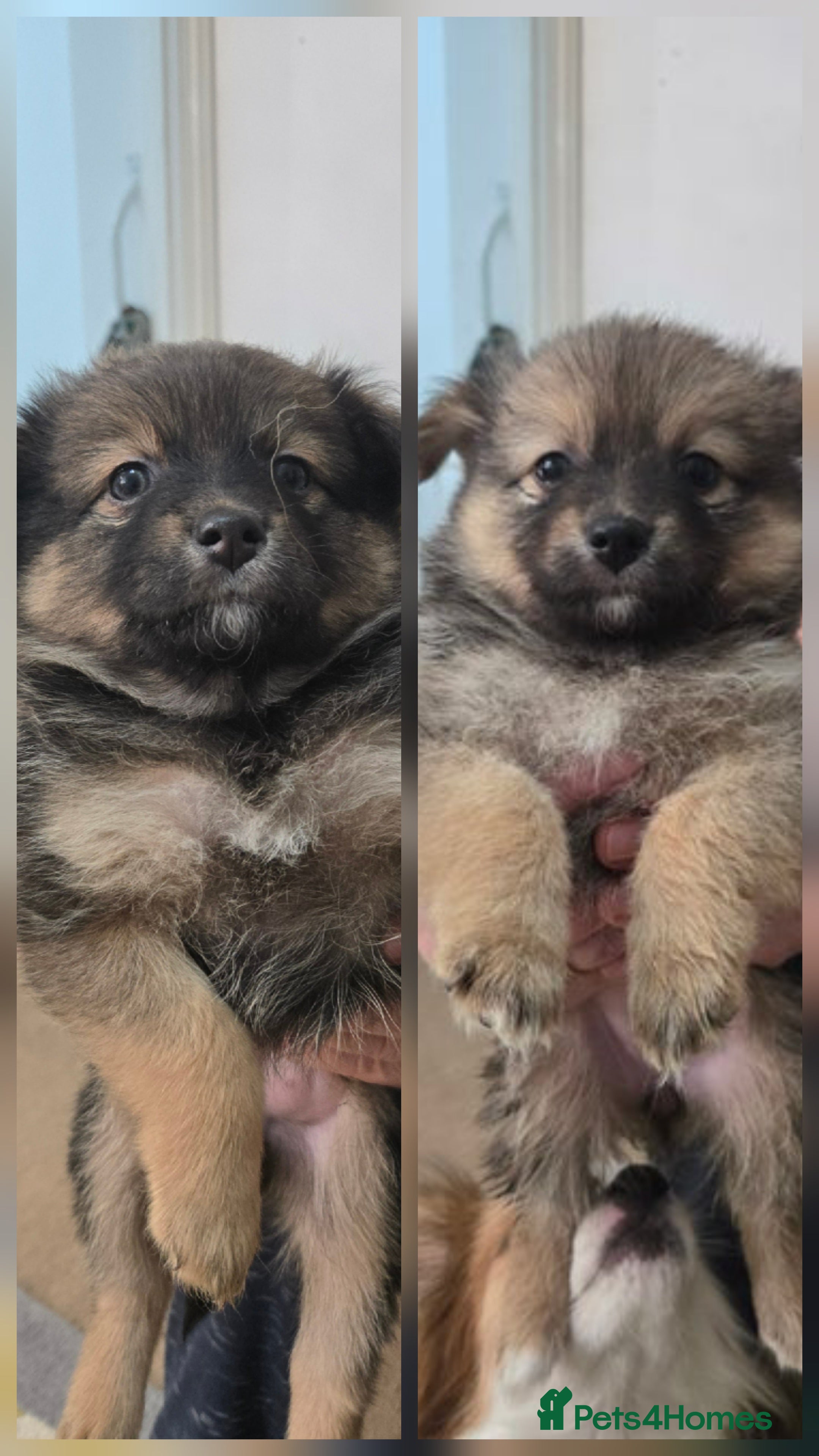 Pomchi dogs 🐶 Adorable Pomchi Puppies Available! 🐶 - Advert 11