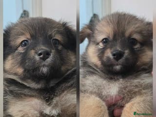 Pomchi dogs 🐶 Adorable Pomchi Puppies Available! 🐶 - Advert 5