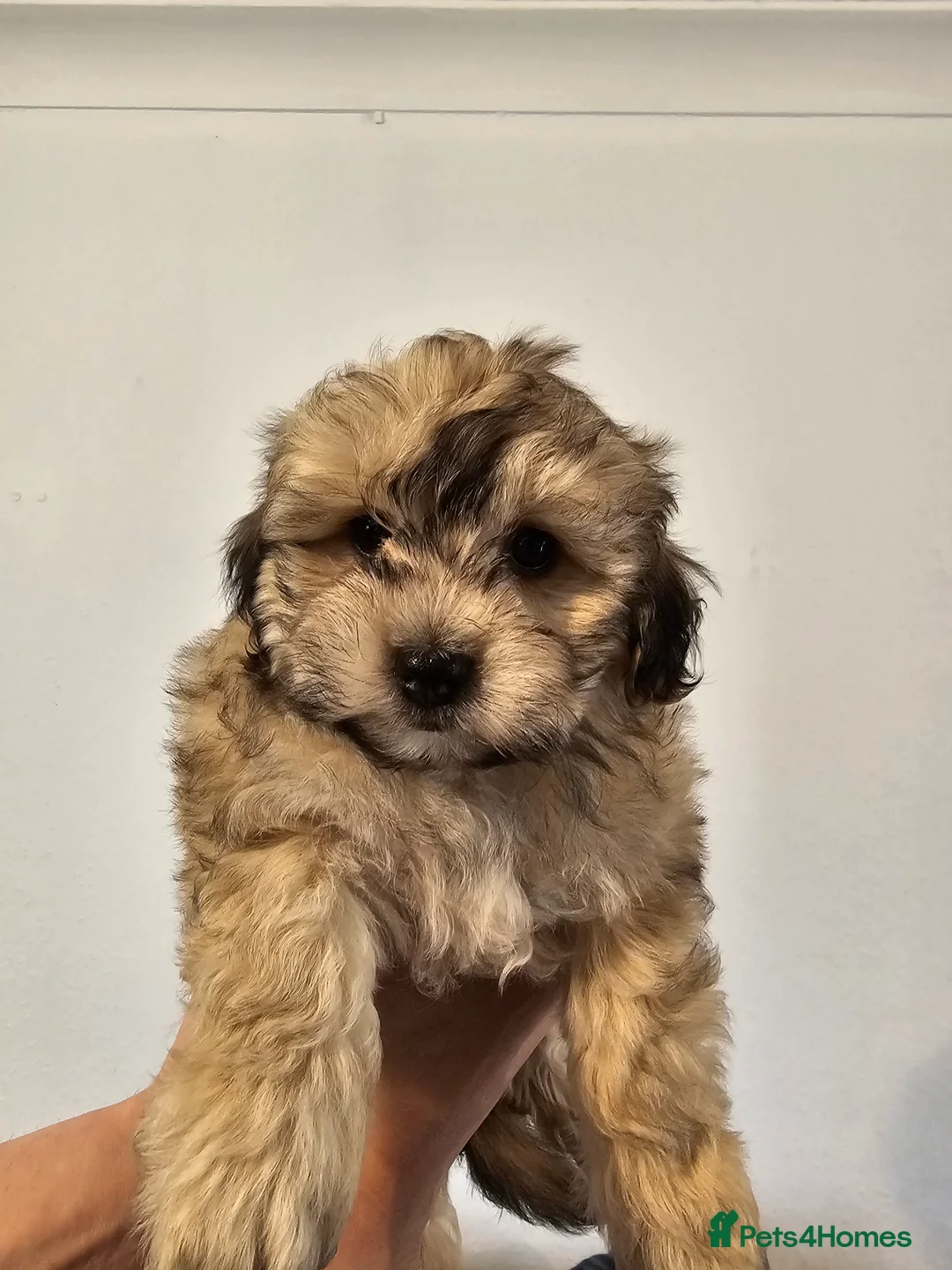 Shihpoo dogs for sale: Beautiful 3rd Generation Shihpoos  - Advert 7