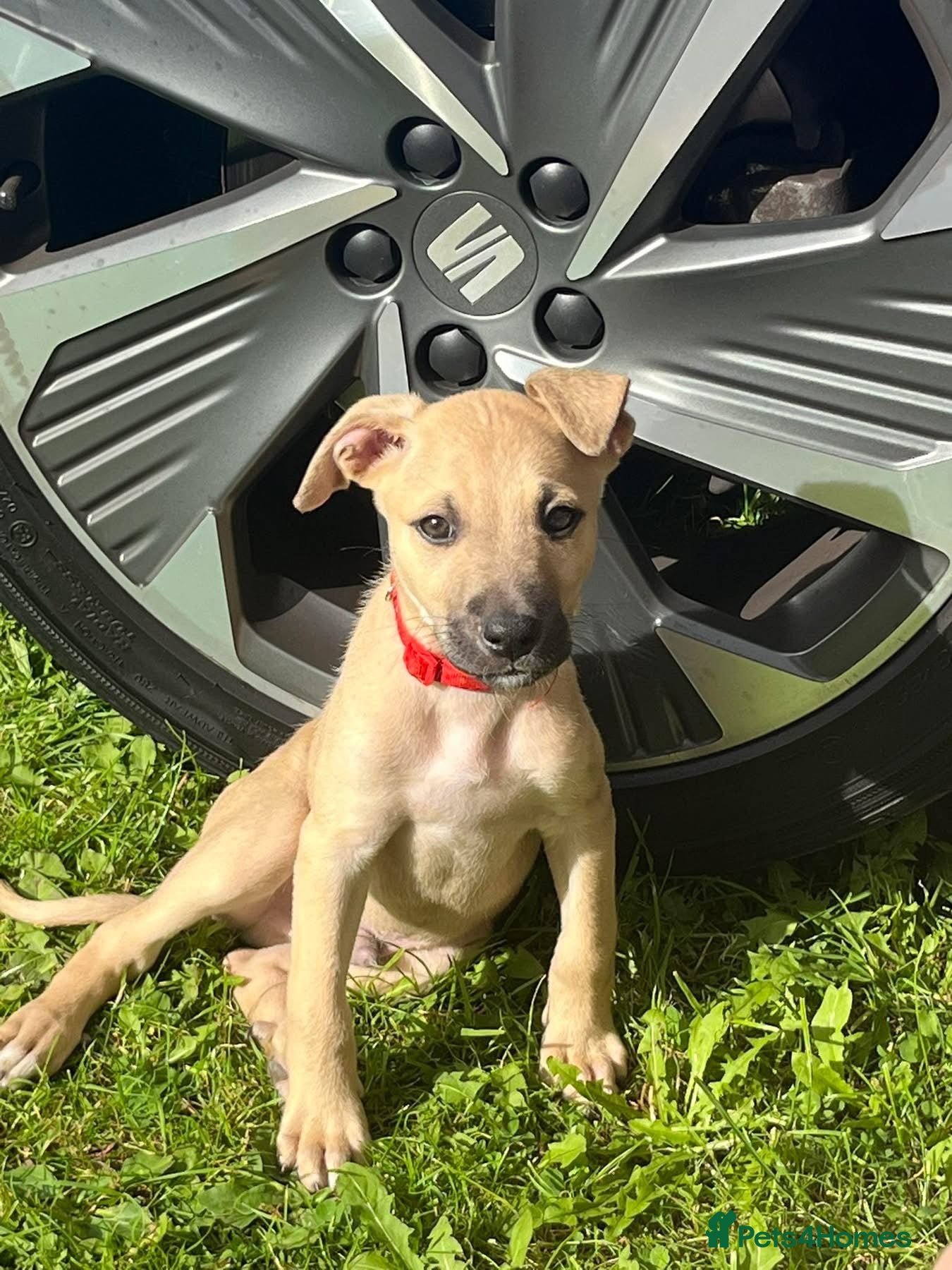 Mixed Breed dogs Lovely 3 month old whippet  - Advert 1