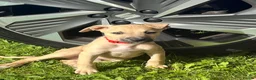 Mixed Breed dogs for sale: Lovely 3 month old whippet  - Advert 1