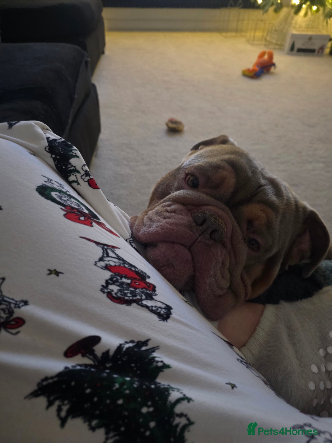 English Bulldog dogs for sale: Beautiful 2 year old intact Male - Advert 7