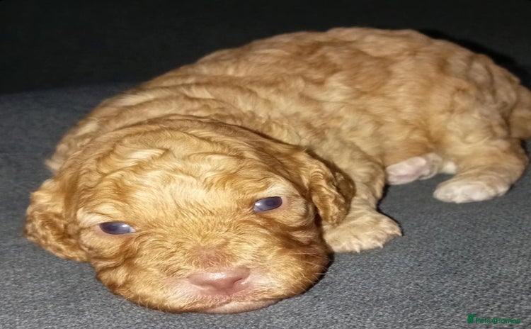 Cockapoo dogs - Advert 2