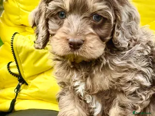 Cockapoo dogs Chocolate merl and tan point American cockapoo - Advert 4