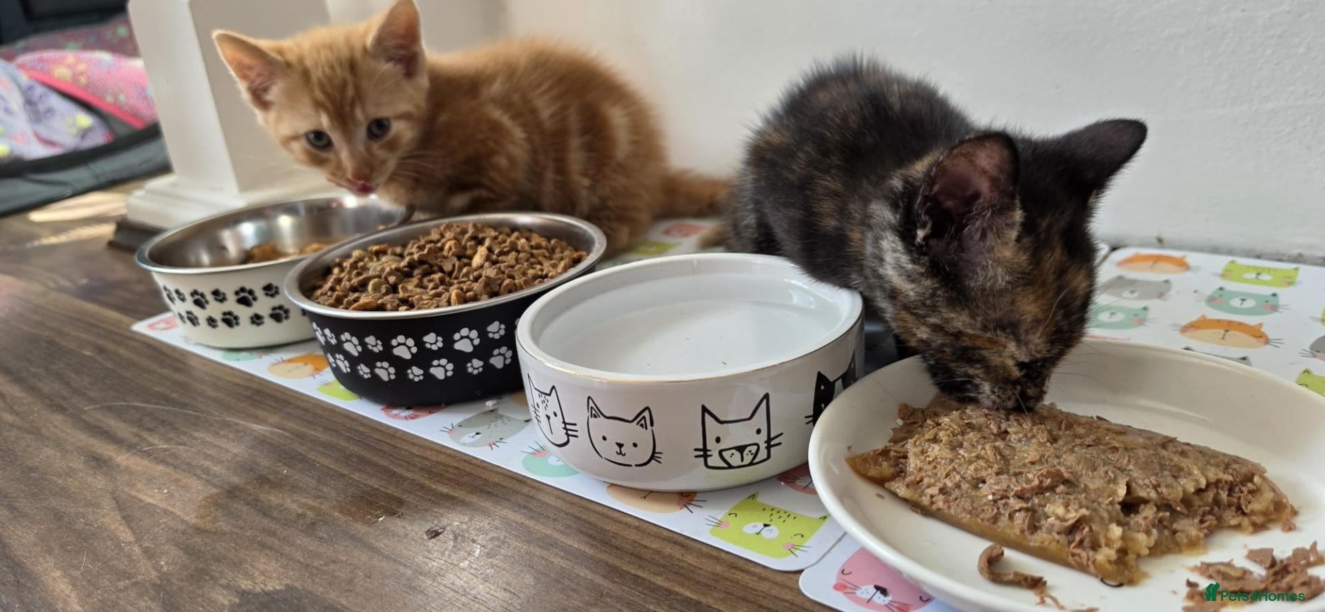 Mixed Breed cats 4 Beautiful kittens - Advert 13
