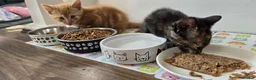 Mixed Breed cats for sale: 4 Beautiful kittens - Advert 2