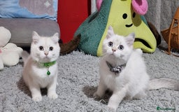 British Shorthair cats for sale: British shorthair kittens Champion parents  - Image 38
