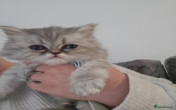 Persian cats for sale: Persians  - Image 20