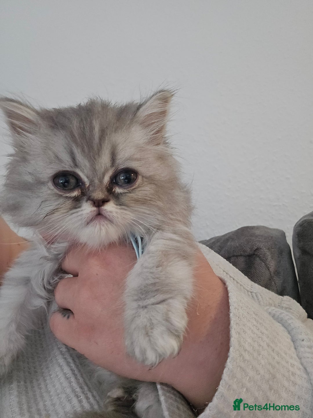 Persian cats for sale: Persians  - Image 20